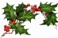 Holly for Christmas event